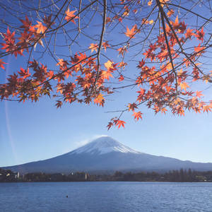 紅楓葉框住了晴朗藍天下平靜湖中倒映的富士山。
