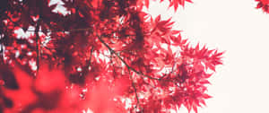 紅色楓葉在白色天空下在陽光中閃耀。