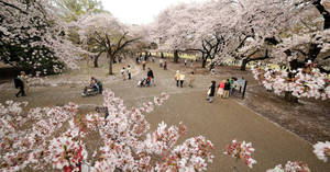盛開的櫻花樹，人們在公園的小徑上行走。
