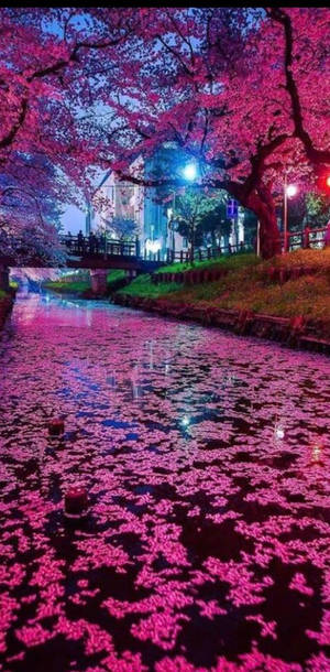 夜晚街燈下，粉紅櫻花漂浮在運河上。