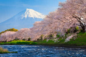 河邊排列著櫻花樹，背景是富士山。