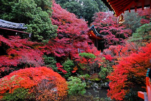 日本寺廟在秋天被火紅的楓樹環繞。 — 日本 壁紙