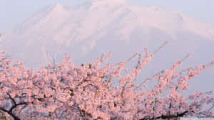 積雪山峰前的粉紅色櫻花