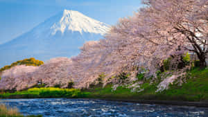 河邊盛開的櫻花，背景是富士山。