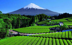 藍天下，一排排綠色茶田後方的白雪覆蓋富士山