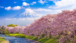 櫻花在河邊盛開，背景是富士山，天空湛藍。 — 日本 壁紙