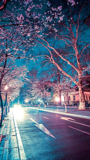 櫻花樹排列在夜晚濕漉漉的城市街道上，汽車頭燈閃閃發光。