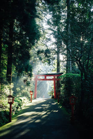霧氣森林中的紅色鳥居，陽光穿過樹木 — 日本 壁紙