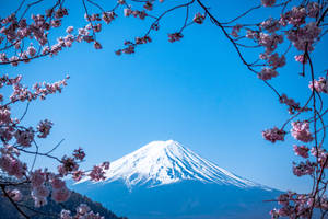 櫻花枝條框住的富士山，背景是清澈的藍天。 — 日本 壁紙