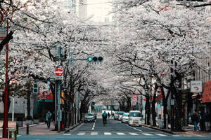 櫻花樹排列在一條安靜的日本街道上，行人和汽車在其白色天篷下經過。 — 日本 壁紙