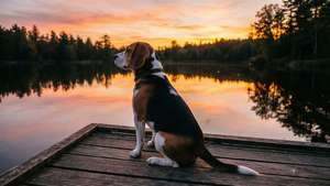 比高獵犬坐在木碼頭上觀看日落，湖面平靜，倒映森林
