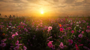 夕陽下的多彩波斯菊花田