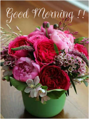 木質表面上綠色花盆中的鮮豔粉紅色和紅色牡丹，帶有「Good Morning!!」文字。 — 花 壁紙