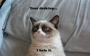 一隻暴躁貓咪坐在沙發上，上面有文字 'Your desktop... I hate it.'