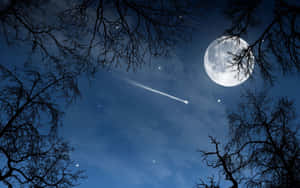 夜晚透過光禿樹枝可見的月亮和流星。 — 午夜 壁紙