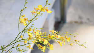 黃色蘭花在纖細的花莖上盛開，背景是模糊的混凝土牆。 — 黃色美學 壁紙