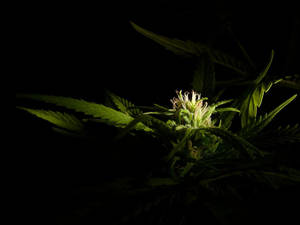 在黑色背景下照亮的大麻植物特寫。