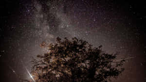 樹影襯托繁星夜空，銀河系清晰可見。