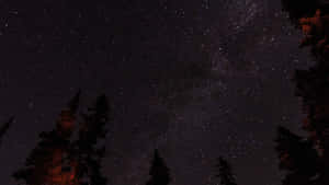 星空之夜，銀河在溫暖光芒的松樹剪影上方。