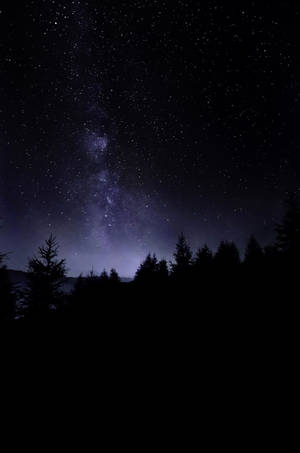 在可見銀河的星空夜空背景下，深色松樹呈現剪影。
