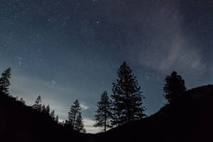 剪影的松樹在星空夜空下，帶有微弱的雲。