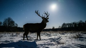 雪地中鹿的剪影，在明亮的月亮和星空下