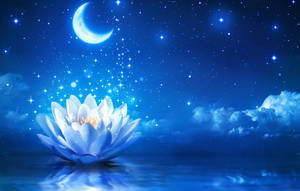 白色蓮花在新月和星星下的水面上發光。 — 水龍 壁紙