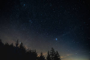 在繁星點點的夜空下，松樹的黑色剪影，銀河可見。