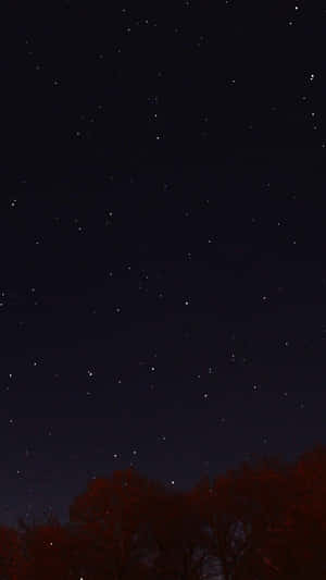 在星空之夜下，深色樹木帶有紅葉。 — 夜空 壁紙