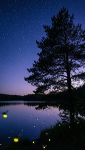 湖邊松樹剪影，星空下，螢火蟲閃爍