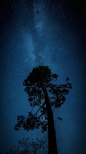 松樹在星空下的剪影，銀河可見