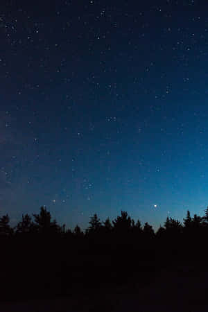 在繁星點點的夜空和藍色漸變下，松樹的黑色剪影。 — 星星 壁紙