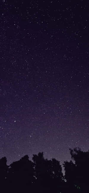 星空下黑暗的樹木剪影。