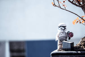 一個LEGO風暴兵人偶棲息在一個有秋葉和樹枝的壁架上。