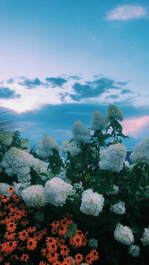白色和橙色花朵在帶有柔和雲彩的暮色天空下盛開。