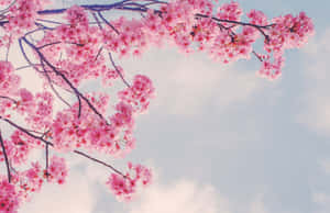 粉紅色的櫻花在樹枝上，背景是淡藍色天空和輕雲。