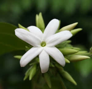 一朵白色茉莉花，帶有綠色花蕾和葉子，背景柔和模糊。
