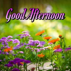 紫色和橙色野花，帶有蜜蜂和「Good Afternoon」文字，在陽光明媚的花園中。