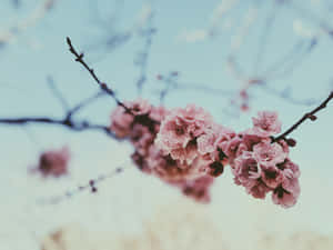 粉紅色櫻花在枝條上，映襯著柔和的藍天。 — 粉紅 壁紙