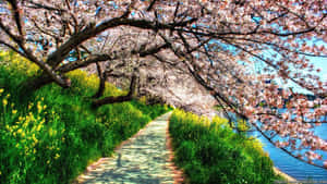 櫻花樹沿著河邊小徑排列，河邊有黃色花朵和綠草。 — 2560x1440 壁紙