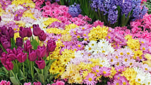 充滿活力的春日花園，綻放著色彩繽紛的鬱金香、雛菊和風信子。