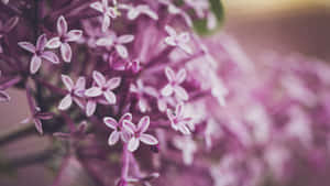 柔和焦點的紫白色丁香花簇。 — 紫色花朵 壁紙