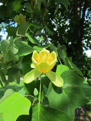 黃色鬱金香樹花與綠葉在日光下
