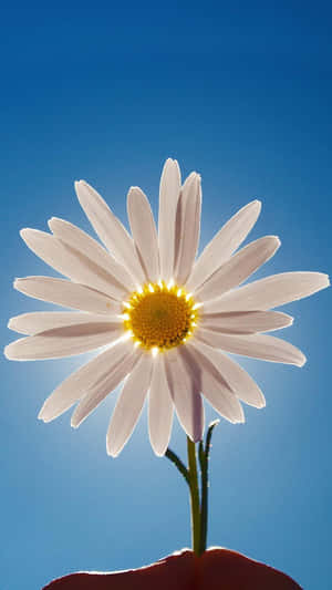 一朵白色花瓣、黃色花心的雛菊，襯托著清澈的藍天。