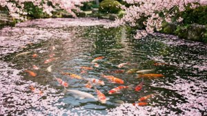 春日鯉魚池，櫻花飄落，魚兒悠遊於花瓣之間。
