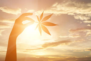 剪影：一隻手在金色日落天空前拿著大麻葉。