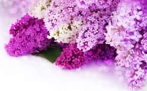 紫白色丁香花束，柔和散景背景。