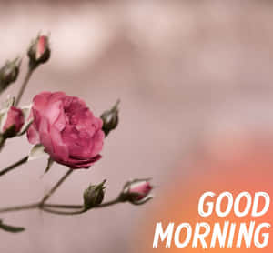 帶有花蕾的粉紅玫瑰和柔軟粉彩背景上的 'GOOD MORNING' 文字。 — 粉紅 壁紙