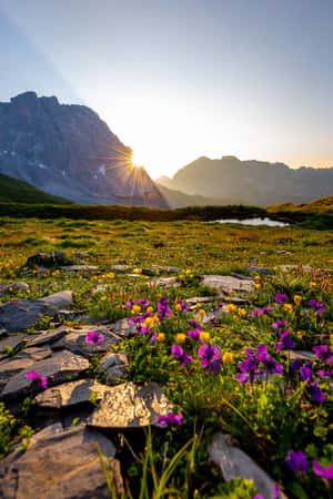 山後夕陽照亮草地上的野花和岩石。 — 向日葵田 壁紙