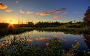 池塘上的夕陽，雲彩倒映在水中，前景有粉紅色的花朵